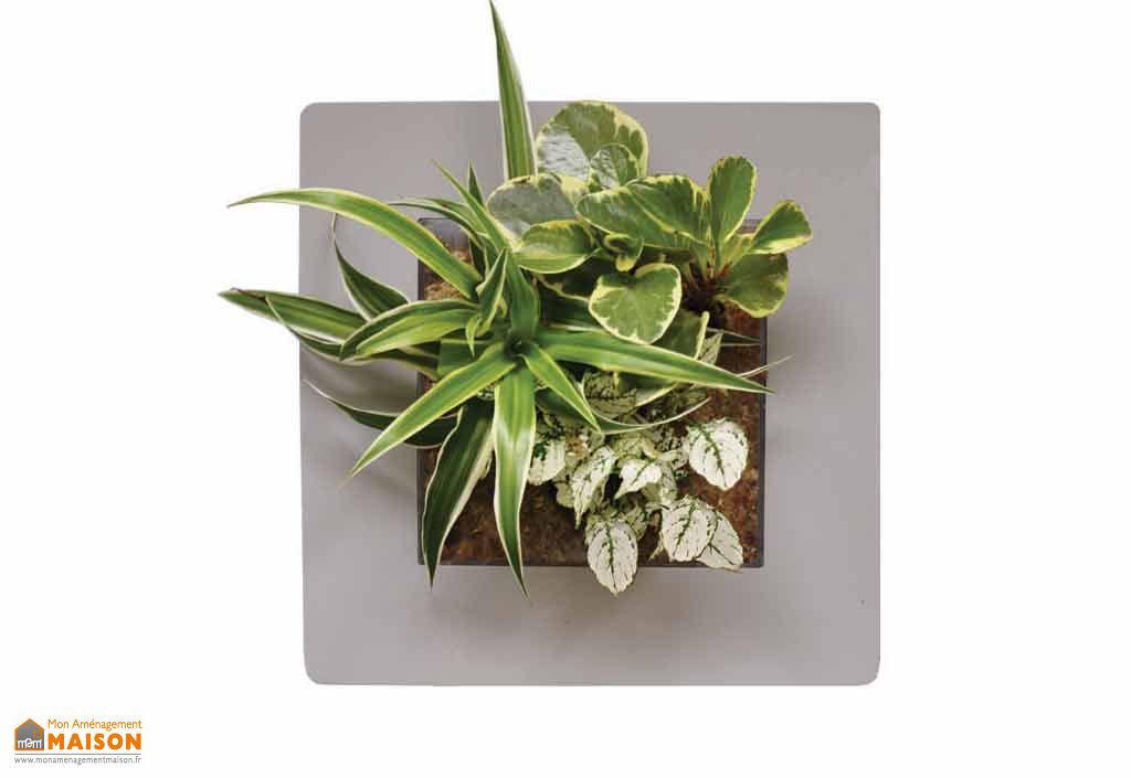 cadre vegetal mural cadre v 233 g 233 tal mural mathy simple 30x30cm plusieurs coloris garden city cadre vegetal mural cadre v 233 g 233 tal mural mathy simple 30x30cm plusieurs coloris garden city