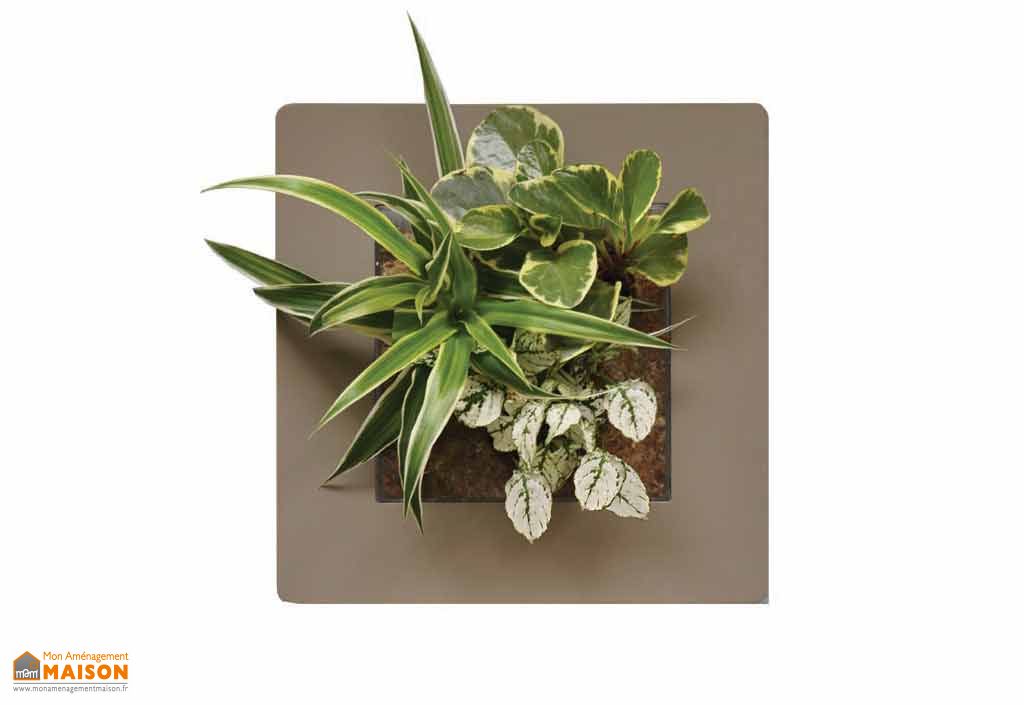 cadre vegetal mural cadre v 233 g 233 tal mural mathy simple 30x30cm plusieurs coloris garden city cadre vegetal mural cadre v 233 g 233 tal mural mathy simple 30x30cm plusieurs coloris garden city