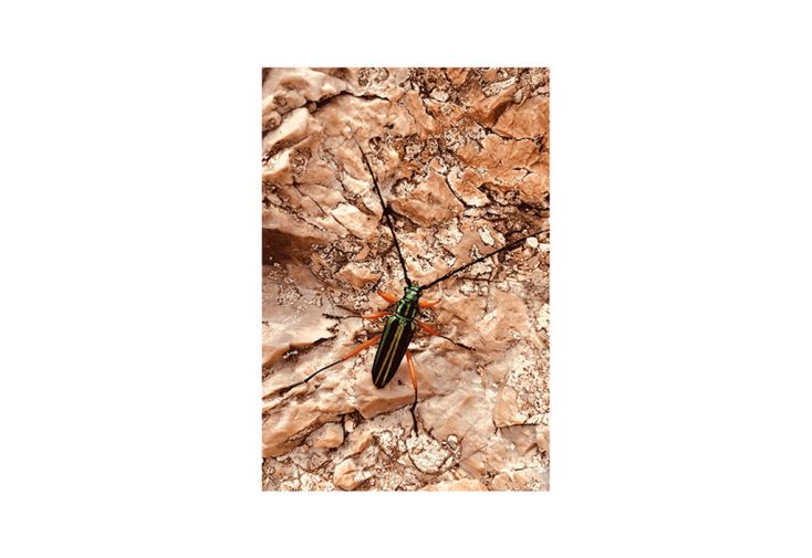 Poster mural photo insecte papier – High on life insect