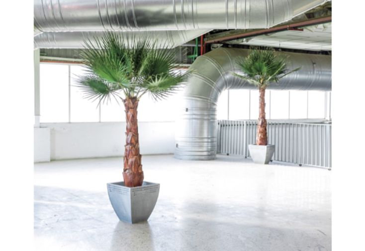 Arbre stabilisé Washingtonia Palm Tree – 1,40 m