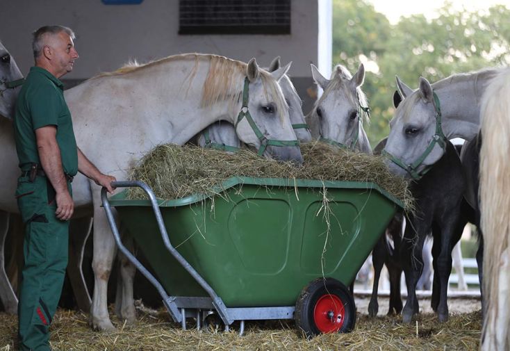 Chariot grande contenance, 2 roues gonflées, brouette gros volume