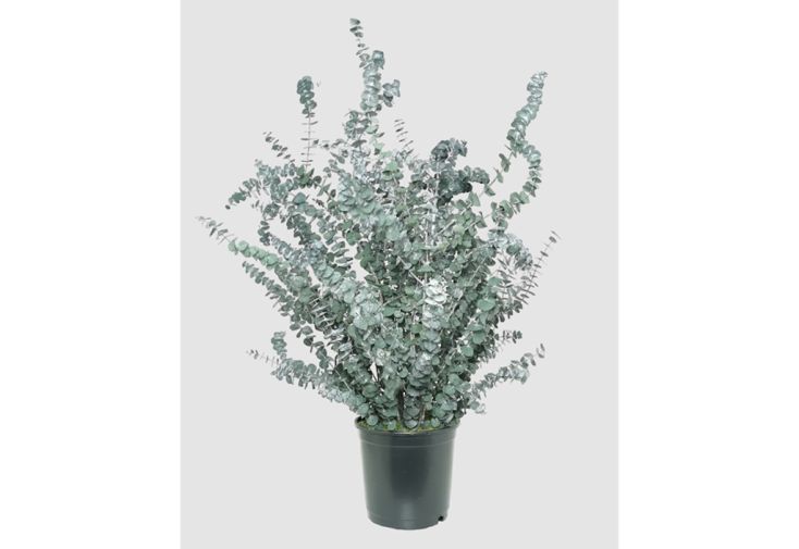 Plante stabilisée eucalyptus en pot Baby Blue – 70 cm