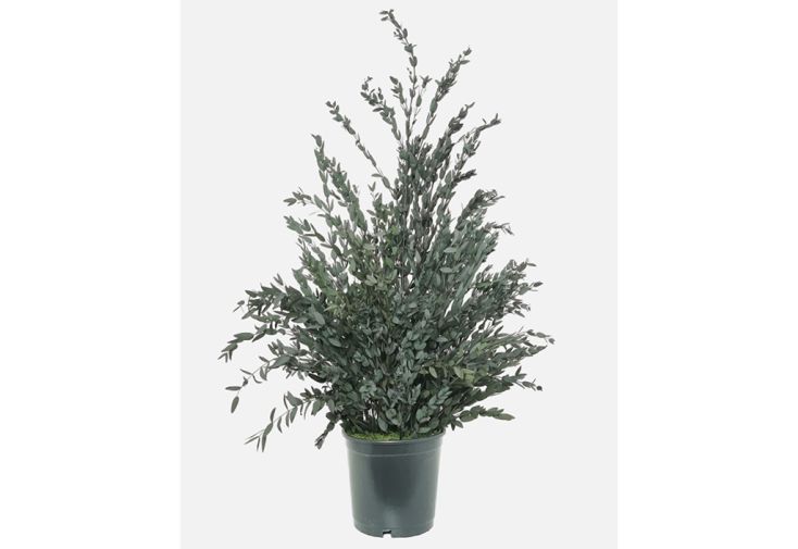Plante stabilisée eucalyptus en pot Parvifolia – 70 cm