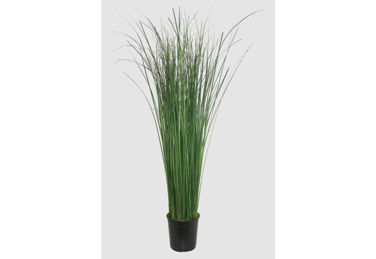 Plante stabilisée en pot Gynerium – 100 cm