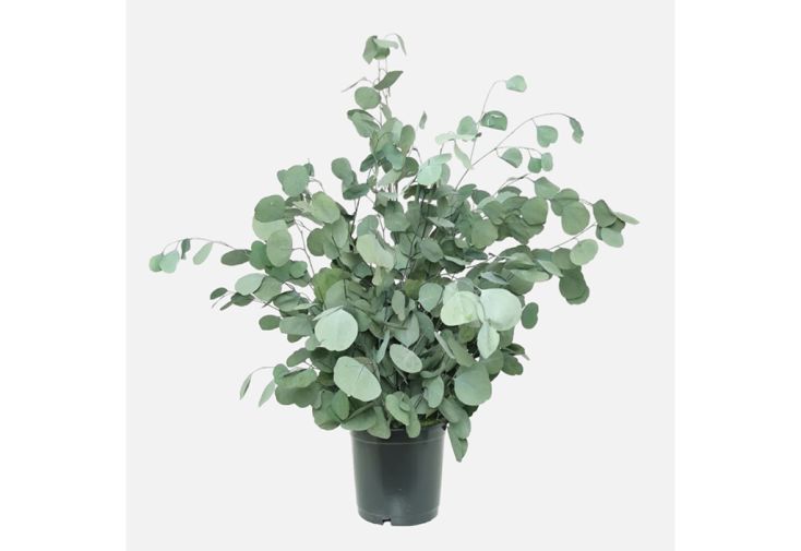 Plante stabilisée eucalyptus en pot Populus – 70 cm