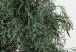 Feuillage Arbre Stabilisé d'Intérieur Eucalyptus Nicoly Vert Greenmood