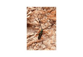 Affiche murale design photo insecte en papier