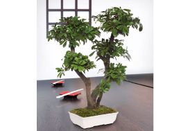 Arbre Bonsaï Stabilisé Tobira 70 cm Plante Stabilisée Greenmood