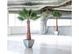 Palmier stabilisé Greenmood Washingtonia