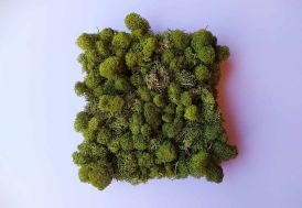 Cadre végétal en lichen stabilisé Volum Agencement