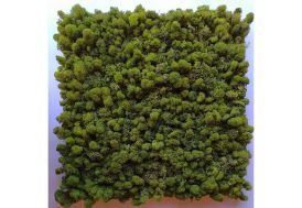 Panneau mur végétal en lichen stabilisé Volum Agencement