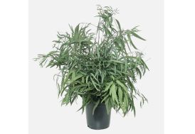 Plante stabilisée eucalyptus en pot