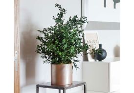 Plante Stabilisée Greenmood Parvifolia Plante d'Intérieur Plante Décorative Stabilisée