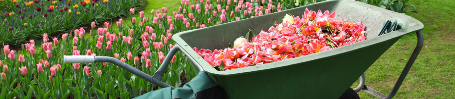 Brouette de jardin avec des fleurs.