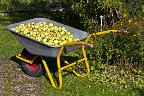 Brouette de jardin avec des pommes.